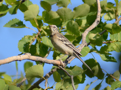Motacilla citreola