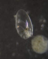 Nonionella simplex