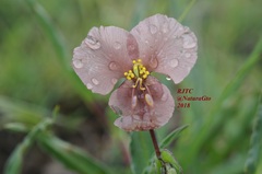 Commelina scabra
