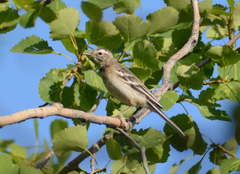Motacilla citreola
