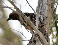 Chlamydera guttata