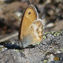 Coenonympha dorus
