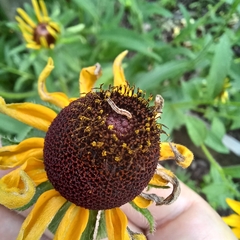 Insecta
