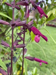 Salvia buchananii