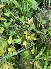 Vitis kelungensis
