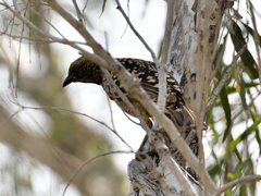 Chlamydera guttata