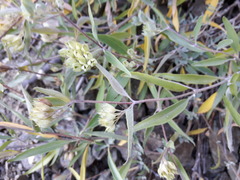 Caryopteris mongholica