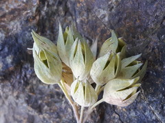 Caryopteris mongholica