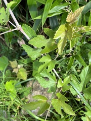 Vitis kelungensis