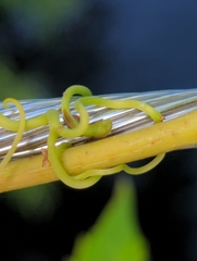 Parthenocissus