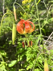 Lilium pardalinum vollmeri
