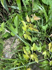 Vitis kelungensis