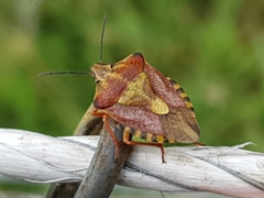 Carpocoris purpureipennis
