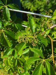 Parthenocissus