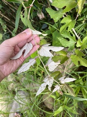 Vitis kelungensis