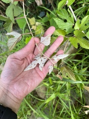 Vitis kelungensis