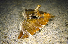 Eulithis molliculata