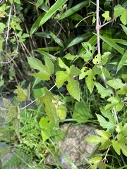 Vitis kelungensis