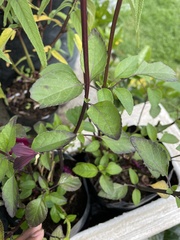 Salvia buchananii