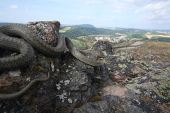 Smooth Snake photo 5