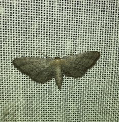 Idaea infirmaria