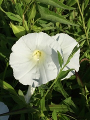 Calystegia silvatica fraterniflora
