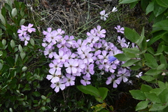 Dianthus repens