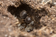 Lasius japonicus