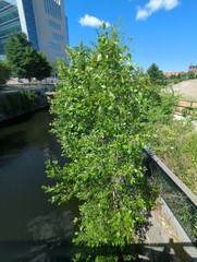 Betula nigra