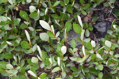 Salix saxatilis