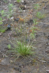 Deschampsia cespitosa glauca