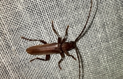 Arhopalus syriacus