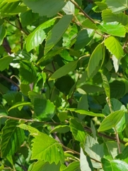 Betula nigra