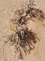 Caroxylon tuberculatum