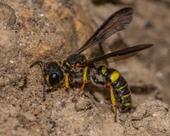 Cerceris atramontensis