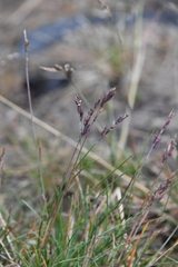 Festuca auriculata