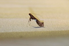 Caloptilia stigmatella