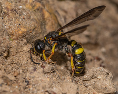 Cerceris atramontensis