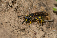 Cerceris atramontensis