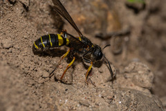 Cerceris atramontensis