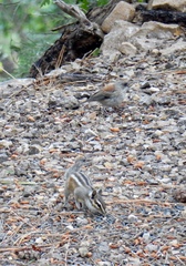 Junco hyemalis dorsalis