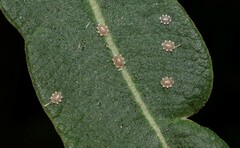 Ceroplastes japonicus