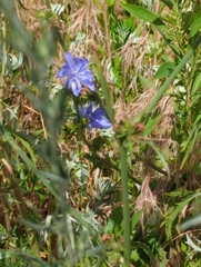 Cichorium intybus