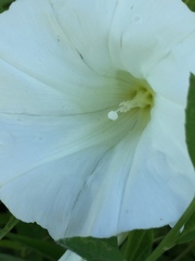 Calystegia silvatica fraterniflora