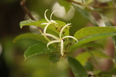 Amphineurion marginatum