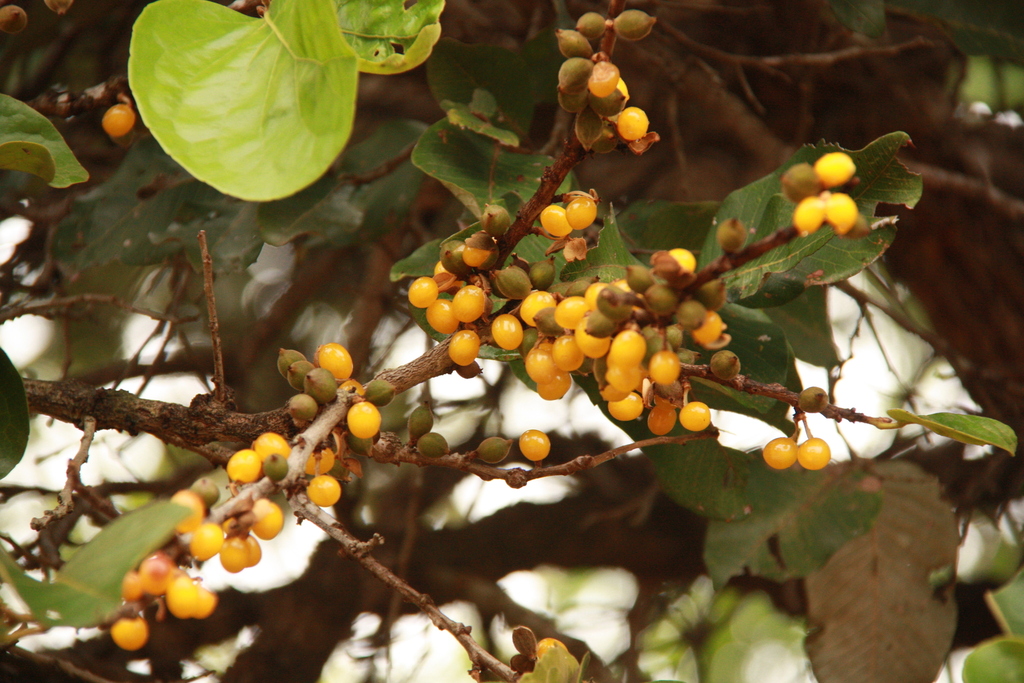 Aporosa villosa (Aporosa villosa)