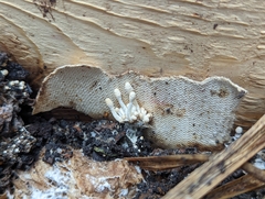 Fungi