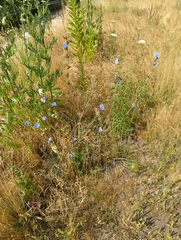 Cichorium intybus