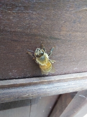 Apis mellifera