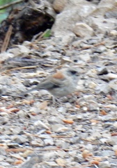 Junco hyemalis dorsalis